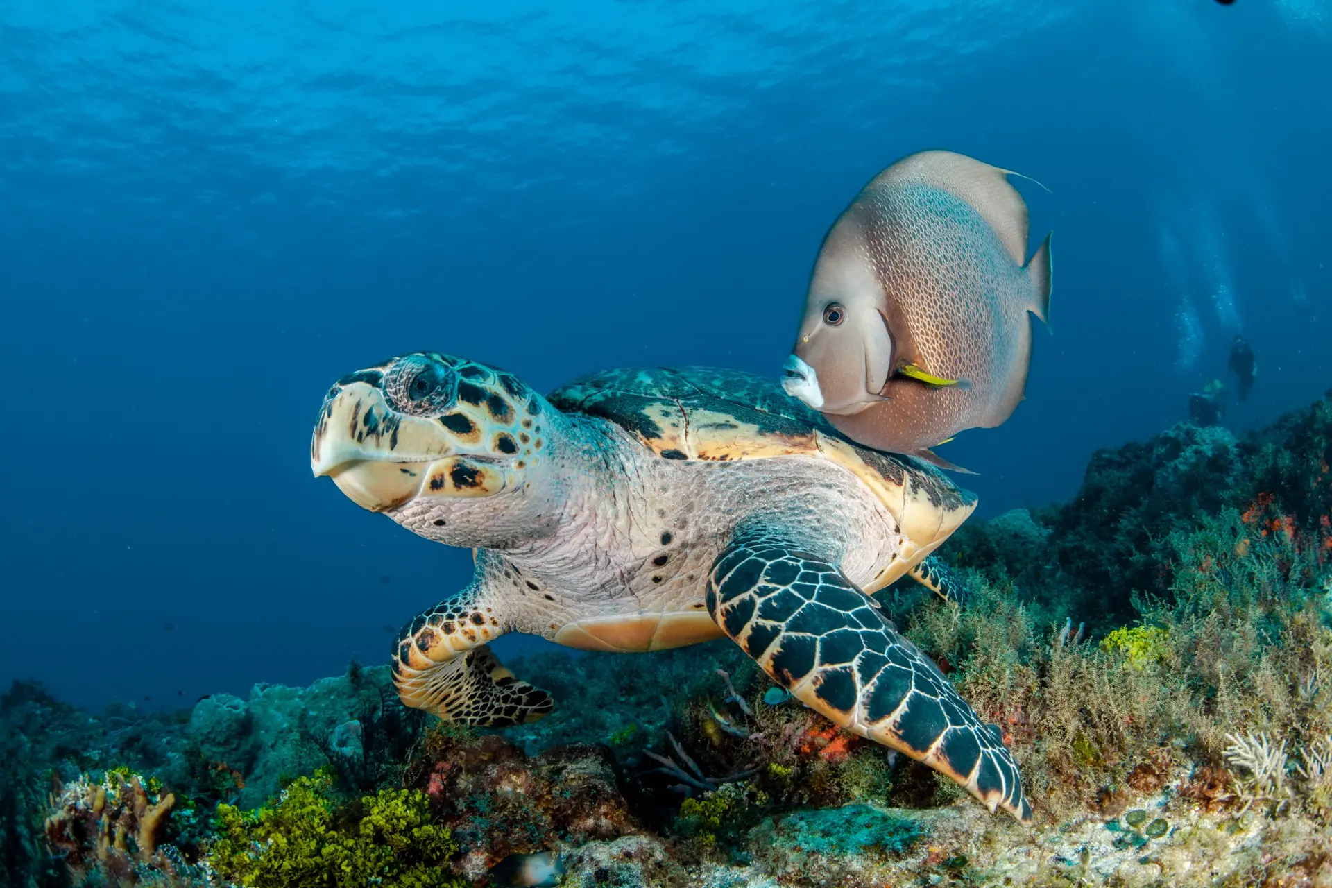 Sea turtle on a Cozumel reef
